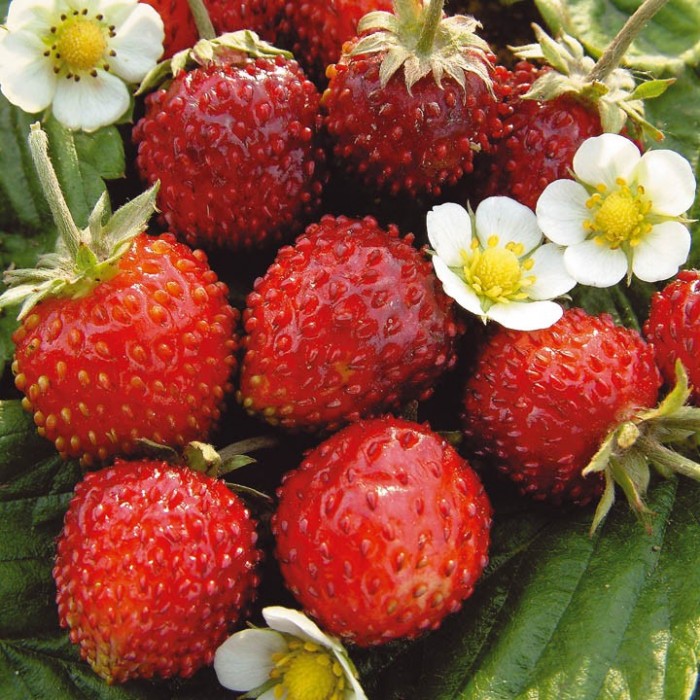 Земляника лесная Александрия